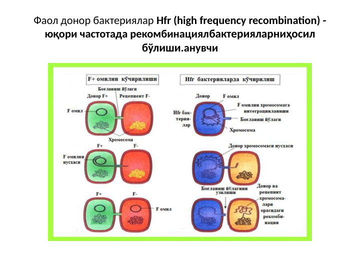 Фаол донор бактериялар Hfr (high frequency recombination) - 
юқори частотада рекомбинациялбактерияларниҳосил 
бўлиши.анувчи
