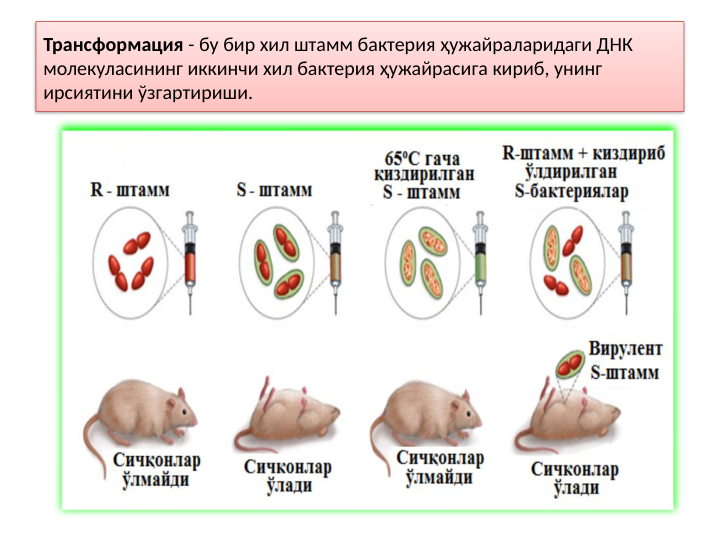 Трансформация - бу бир хил штамм бактерия ҳужайраларидаги ДНК 
молекуласининг иккинчи хил бактерия ҳужайрасига кириб, унинг 
ирсиятини ўзгартириши. 
