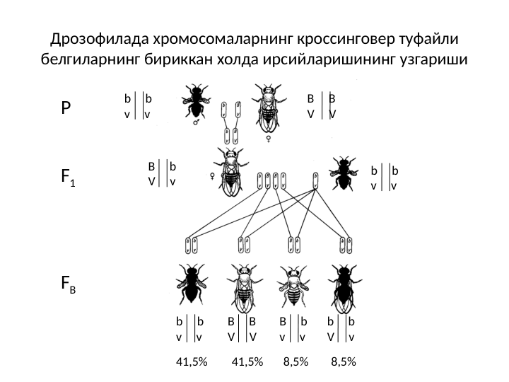 Дрозофилада хромосомаларнинг кроссинговер туфайли 
белгиларнинг бириккан холда ирсийларишининг узгариши
b     b
v     v
B     B
V     V
B     b
V     v
b     b
v     v
P
F1
FB
b     b
v     v
B     B
V     V
B     b
v     v
b     b
V     v
41,5%
41,5%
8,5%
8,5%
