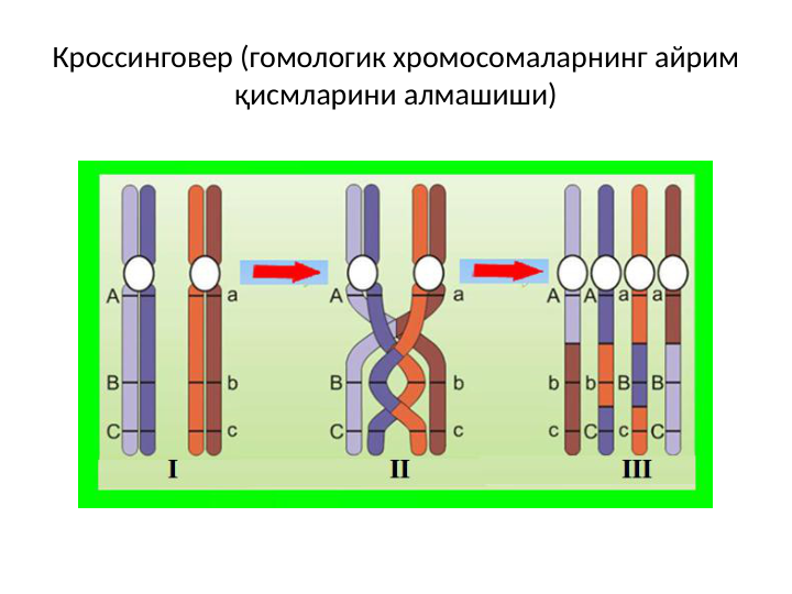Кроссинговер (гомологик хромосомаларнинг айрим 
қисмларини алмашиши)

