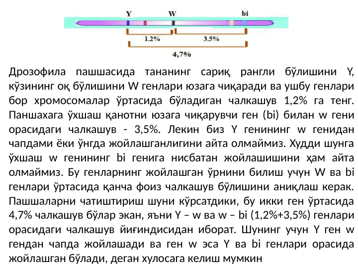 Дрозофила пашшасида тананинг сариқ рангли бўлишини Y, 
кўзининг оқ бўлишини W генлари юзага чиқаради ва ушбу генлари 
бор хромосомалар ўртасида бўладиган чалкашув 1,2% га тенг. 
Паншахага ўхшаш қанотни юзага чиқарувчи ген (bi) билан w гени 
орасидаги чалкашув - 3,5%. Лекин биз Y генининг w генидан 
чапдами ёки ўнгда жойлашганлигини айта олмаймиз. Худди шунга 
ўхшаш w генининг bi генига нисбатан жойлашишини ҳам айта 
олмаймиз. Бу генларнинг жойлашган ўрнини билиш учун W ва bi 
генлари ўртасида қанча фоиз чалкашув бўлишини аниқлаш керак. 
Пашшаларни чатиштириш шуни кўрсатдики, бу икки ген ўртасида 
4,7% чалкашув бўлар экан, яъни Y – w ва w – bi (1,2%+3,5%) генлари 
орасидаги чалкашув йиғиндисидан иборат. Шунинг учун Y ген w 
гендан чапда жойлашади ва ген w эса Y ва bi генлари орасида 
жойлашган бўлади, деган хулосага келиш мумкин 
