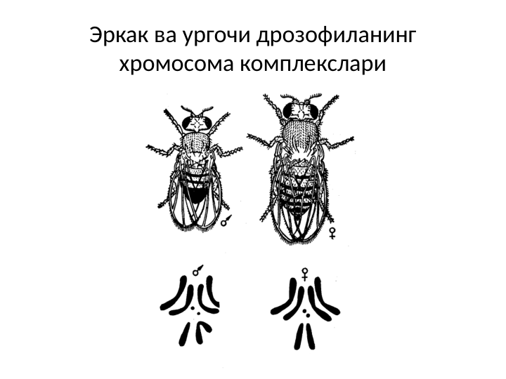Эркак ва ургочи дрозофиланинг 
хромосома комплекслари
