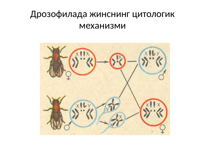 Дрозофилада жинснинг цитологик 
механизми
