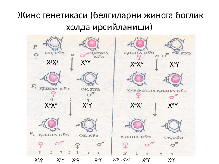  Жинс генетикаси (белгиларни жинсга боглик 
холда ирсийланиши)
XaXa
XaY
XАY
XAXa
XAXA
XaY
XAXa
XАY
XAXa
XAY
XaXa
XaY
XAXA, XAXa
XAY
XaY
