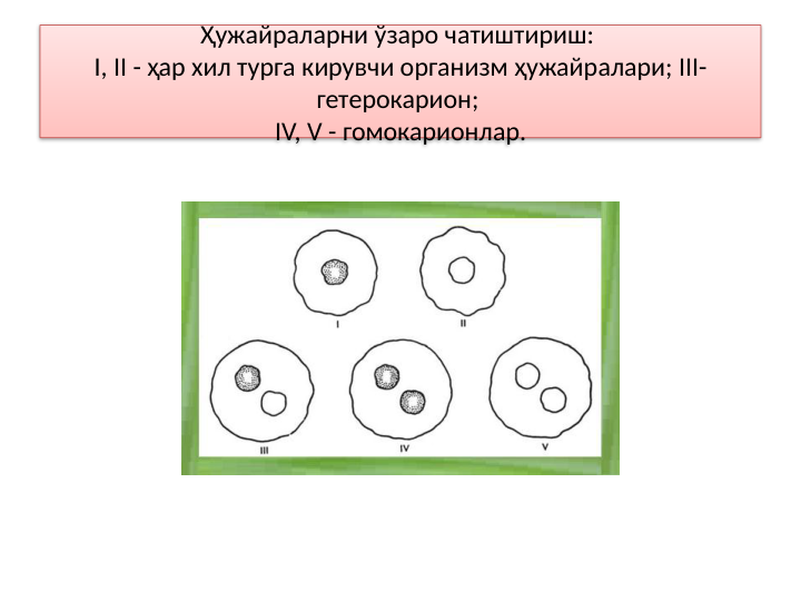 Ҳужайраларни ўзаро чатиштириш: 
I, II - ҳар хил турга кирувчи организм ҳужайралари; III- 
гетерокарион; 
IV, V - гомокарионлар.
