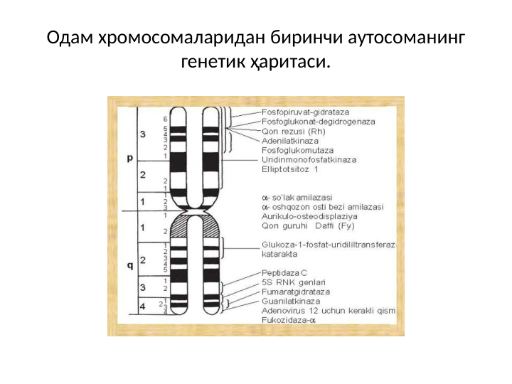 Одам хромосомаларидан биринчи аутосоманинг 
генетик ҳаритаси.
