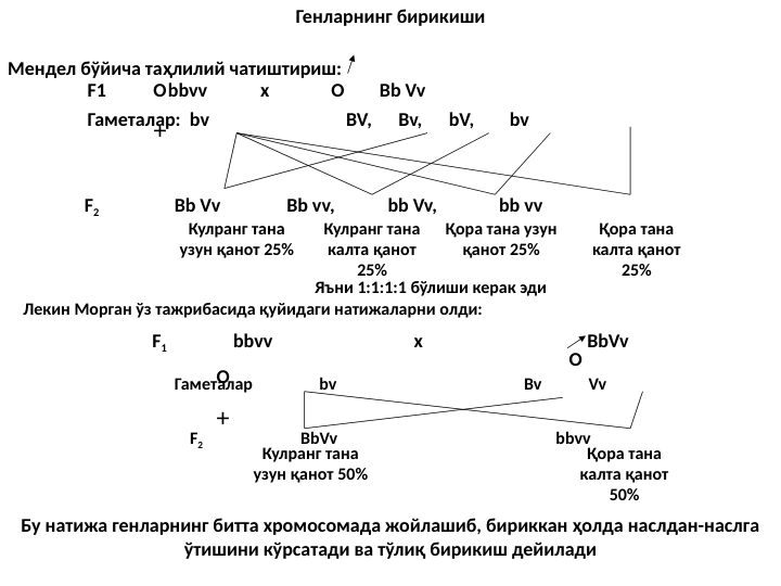 Генларнинг бирикиши
Мендел бўйича таҳлилий чатиштириш:
                  F1              bbvv            x              O        Bb Vv      
O
+
                  Гаметалар:  bv                               BV,      Bv,      bV,        bv
                  F2                 Bb Vv               Bb vv,            bb Vv,              bb vv
Кулранг тана 
узун қанот 25%
Кулранг тана 
калта қанот 
25%
Қора тана узун 
қанот 25%
Қора тана 
калта қанот 
25%
Яъни 1:1:1:1 бўлиши керак эди
Лекин Морган ўз тажрибасида қуйидаги натижаларни олди:
F1               bbvv                                x                                     BbVv
O
+
O
Гаметалар                 bv                                                Bv            Vv
F2                         BbVv                                                        bbvv
Кулранг тана 
узун қанот 50%
Қора тана 
калта қанот 
50%
Бу натижа генларнинг битта хромосомада жойлашиб, бириккан ҳолда наслдан-наслга 
ўтишини кўрсатади ва тўлиқ бирикиш дейилади
