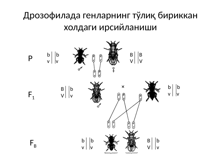 Дрозофилада генларнинг тўлиқ бириккан 
холдаги ирсийланиши
b     b
v     v
B     b
V     v
B     B
V     V
b     b
v     v
b     b
v     v
B     b
V     v
P
F1
FB
