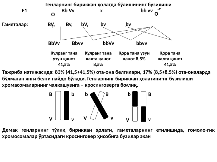 Генларнинг бириккан ҳолатда бўлишининг бузилиши
              F1                            Bb Vv                     x                               bb vv
O
+
O
Гаметалар:                BV,         Bv,       bV,          bv                bv
                                  BbVv          Bbvv                bbVv                  bbvv 
Кулранг тана 
узун қанот 
41,5%
Кулранг тана 
калта қанот 
8,5%
Қора тана узун 
қанот 8,5%
Қора тана 
калта қанот 
41,5%
Тажриба натижасида: 83% (41,5+41,5%) ота-она белгилари, 17% (8,5+8,5%) ота-оналарда 
бўлмаган янги белги пайдо бўлади. Генларнинг бириккан ҳолатини-нг бузилиши 
хромасомаларнинг чалкашувига – кросинговерга боғлиқ.
V
v
V
V
v
v
B
b
b
b
B
B
Демак генларнинг тўлиқ бириккан ҳолати, гаметаларнинг етилишида, гомоло-гик 
хромосомалар ўртасидаги кросинговер ҳисобига бузилар экан
