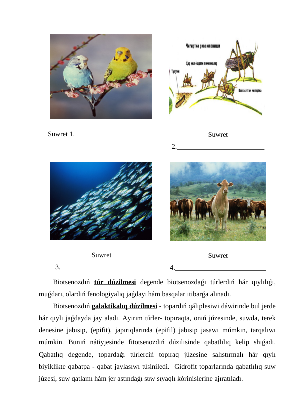 Suwret 1._______________________
Suwret
2._________________________
Suwret
3._________________________
Suwret
4.__________________________
Biotsenozdıń  t  ú  r     d  ú  zilmesi
 
  degende biotsenozdaǵı  túrlerdiń  hár qıylılıǵı,
muǵdarı, olardıń fenologiyalıq jaǵdayı hám basqalar itibarǵa alınadı.
Biotsenozdıń galaktikal
 
 ı  q     d  ú  zilmesi
 
  - topardıń qáliplesiwi dáwirinde bul jerde
hár qıylı jaǵdayda jay aladı. Ayırım túrler- topıraqta, onıń júzesinde, suwda, terek
denesine jabısıp, (epifit),  japırıqlarında (epifil)  jabısıp jasawı  múmkin,  tarqalıwı
múmkin.  Bunıń  nátiyjesinde fitotsenozdıń  dúzilisinde qabatlılıq kelip shıǵadı.
Qabatlıq degende,  topardaǵı  túrlerdiń  topıraq júzesine salıstırmalı  hár qıylı
biyiklikte qabatpa - qabat jaylasıwı túsiniledi.  Gidrofit toparlarında qabatlılıq suw
júzesi, suw qatlamı hám jer astındaǵı suw sıyaqlı kórinislerine ajıratıladı.
