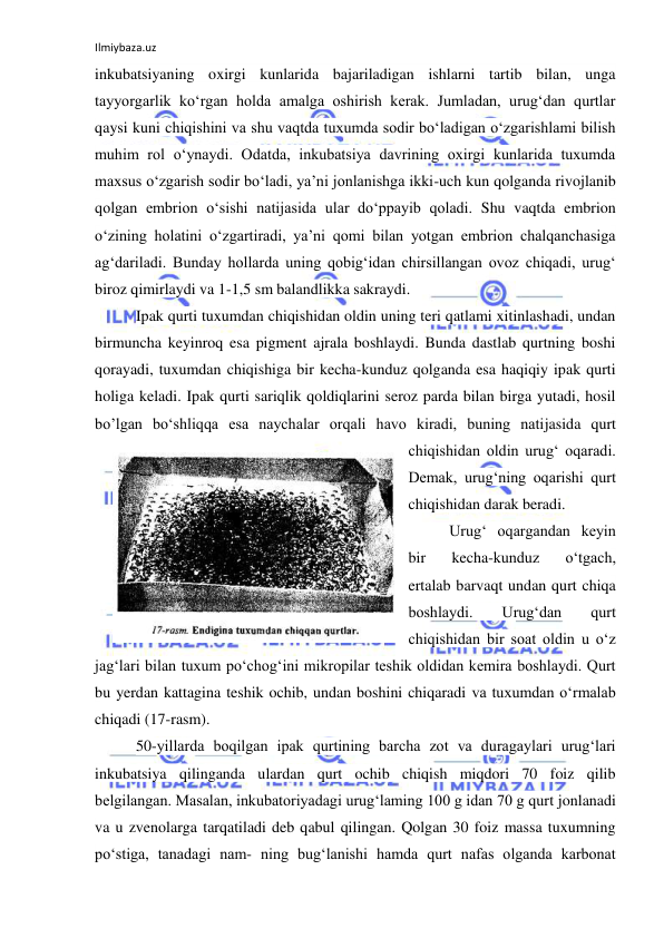 Ilmiybaza.uz 
 
inkubatsiyaning oxirgi kunlarida bajariladigan ishlarni tartib bilan, unga 
tayyorgarlik ko‘rgan holda amalga oshirish kerak. Jumladan, urug‘dan qurtlar 
qaysi kuni chiqishini va shu vaqtda tuxumda sodir bo‘ladigan o‘zgarishlami bilish 
muhim rol o‘ynaydi. Odatda, inkubatsiya davrining oxirgi kunlarida tuxumda 
maxsus o‘zgarish sodir bo‘ladi, ya’ni jonlanishga ikki-uch kun qolganda rivojlanib 
qolgan embrion o‘sishi natijasida ular do‘ppayib qoladi. Shu vaqtda embrion 
o‘zining holatini o‘zgartiradi, ya’ni qomi bilan yotgan embrion chalqanchasiga 
ag‘dariladi. Bunday hollarda uning qobig‘idan chirsillangan ovoz chiqadi, urug‘ 
biroz qimirlaydi va 1-1,5 sm balandlikka sakraydi. 
Ipak qurti tuxumdan chiqishidan oldin uning teri qatlami xitinlashadi, undan 
birmuncha keyinroq esa pigment ajrala boshlaydi. Bunda dastlab qurtning boshi 
qorayadi, tuxumdan chiqishiga bir kecha-kunduz qolganda esa haqiqiy ipak qurti 
holiga keladi. Ipak qurti sariqlik qoldiqlarini seroz parda bilan birga yutadi, hosil 
bo’lgan bo‘shliqqa esa naychalar orqali havo kiradi, buning natijasida qurt 
chiqishidan oldin urug‘ oqaradi. 
Demak, urug‘ning oqarishi qurt 
chiqishidan darak beradi. 
Urug‘ oqargandan keyin 
bir 
kecha-kunduz 
o‘tgach, 
ertalab barvaqt undan qurt chiqa 
boshlaydi. 
Urug‘dan 
qurt 
chiqishidan bir soat oldin u o‘z 
jag‘lari bilan tuxum po‘chog‘ini mikropilar teshik oldidan kemira boshlaydi. Qurt 
bu yerdan kattagina teshik ochib, undan boshini chiqaradi va tuxumdan o‘rmalab 
chiqadi (17-rasm). 
50-yillarda boqilgan ipak qurtining barcha zot va duragaylari urug‘lari 
inkubatsiya qilinganda ulardan qurt ochib chiqish miqdori 70 foiz qilib 
belgilangan. Masalan, inkubatoriyadagi urug‘laming 100 g idan 70 g qurt jonlanadi 
va u zvenolarga tarqatiladi deb qabul qilingan. Qolgan 30 foiz massa tuxumning 
po‘stiga, tanadagi nam- ning bug‘lanishi hamda qurt nafas olganda karbonat 
