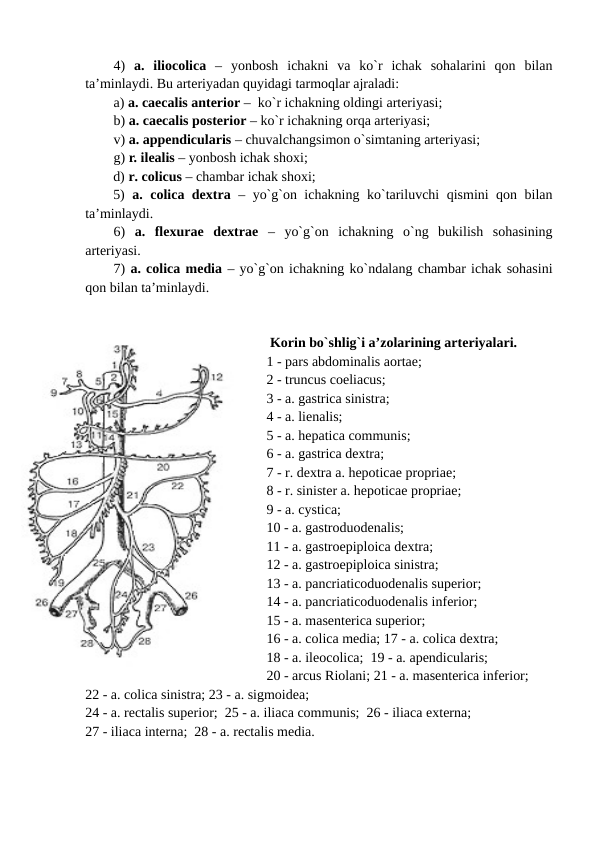 4)  a.  iliocolica –  yonbosh  ichakni  va  ko`r  ichak  sohalarini  qon  bilan
ta’minlaydi. Bu arteriyadan quyidagi tarmoqlar ajraladi: 
a) a. caecalis anterior –  ko`r ichakning oldingi arteriyasi;    
b) a. caecalis posterior – ko`r ichakning orqa arteriyasi;
v) a. appendicularis – chuvalchangsimon o`simtaning arteriyasi; 
g) r. ilealis – yonbosh ichak shoxi;
d) r. colicus – chambar ichak shoxi; 
5) a. colica dextra – yo`g`on ichakning ko`tariluvchi qismini qon bilan
ta’minlaydi. 
6)  a.  flexurae  dextrae –  yo`g`on  ichakning  o`ng  bukilish  sohasining
arteriyasi.
7) a. colica media – yo`g`on ichakning ko`ndalang chambar ichak sohasini
qon bilan ta’minlaydi. 
 Korin bo`shlig`i a’zolarining arteriyalari.  
1 - pars abdominalis aortae; 
2 - truncus coeliacus; 
3 - a. gastrica sinistra; 
4 - a. lienalis; 
5 - a. hepatica communis; 
6 - a. gastrica dextra; 
7 - r. dextra a. hepoticae propriae; 
8 - r. sinister a. hepoticae propriae; 
9 - a. cystica; 
10 - a. gastroduodenalis; 
11 - a. gastroepiploica dextra; 
12 - a. gastroepiploica sinistra; 
13 - a. pancriaticoduodenalis superior; 
14 - a. pancriaticoduodenalis inferior; 
15 - a. masenterica superior; 
16 - a. colica media; 17 - a. colica dextra; 
18 - a. ileocolica;  19 - a. apendicularis; 
20 - arcus Riolani; 21 - a. masenterica inferior; 
22 - a. colica sinistra; 23 - a. sigmoidea; 
24 - a. rectalis superior;  25 - a. iliaca communis;  26 - iliaca externa; 
27 - iliaca interna;  28 - a. rectalis media.       
