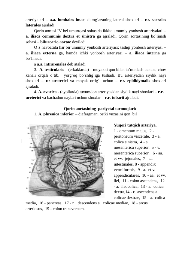 arteriyalari –  a.a. lumbales imae; dumg`azaning lateral shoxlari –  r.r. sacrales
laterales ajraladi.
Qorin aortasi IV bel umurtqasi sohasida ikkita umumiy yonbosh arteriyalari –
a. iliaca communis dextra et sinistra  ga ajraladi. Qorin aortasining bo`linish
sohasi – bifurcario aortae deyiladi. 
O`z navbatida har bir umumiy yonbosh arteriyasi: tashqi yonbosh arteriyasi –
a. iliaca externa  ga, hamda ichki  yonbosh  arteriyasi  –  a. iliaca interna  ga
bo`linadi. 
a a.a. intrarenales deb ataladi
3.  A. testicularis – (erkaklarda) – moyakni qon bilan ta’minlash uchun,  chov
kanali  orqali  o`tib,  yorg`oq bo`shlig`iga tushadi.  Bu  arteriyadan  siydik  nayi
shoxlari –  r.r ureterici va moyak ortig`i  uchun –  r.r. epididymalis shoxlari
ajraladi.
4. A. ovarica - (ayollarda) tuxumdon arteriyasidan siydik nayi shoxlari – r.r. 
ureterici va bachadon naylari uchun shoxlar – r.r. tubarii ajraladi.
Qorin aortasining  pariyetal tarmoqlari:
1. A. phrenica inferior – diafragmani ostki yuzasini qon  bil 
Yuqori tutqich arteriya.  
1 - omentum majus,  2 - 
peritoneum viscerale,  3 - a.  
colica sinistra,  4 - a.  
mesenterica superior,  5 - v. 
mesenterica superior,   6 - aa.  
et vv.  jejunales,  7 - aa.  
intestinales, 8 - appendix 
vermiformis,  9 - a.  et v.  
appendiculares,  10 - aa.  et vv.
ilei,  11 - colon ascendens,  12 
- a.  ileocolica,  13 - a.  colica 
dextra,14 - r.  ascendens a.  
colicae dextrae,  15 - a.  colica
media,  16 - pancreas,  17 - r.   descendens a.  colicae mediae,  18 - arcus 
arteriosus,  19 - colon transversum. 
                                                                              
