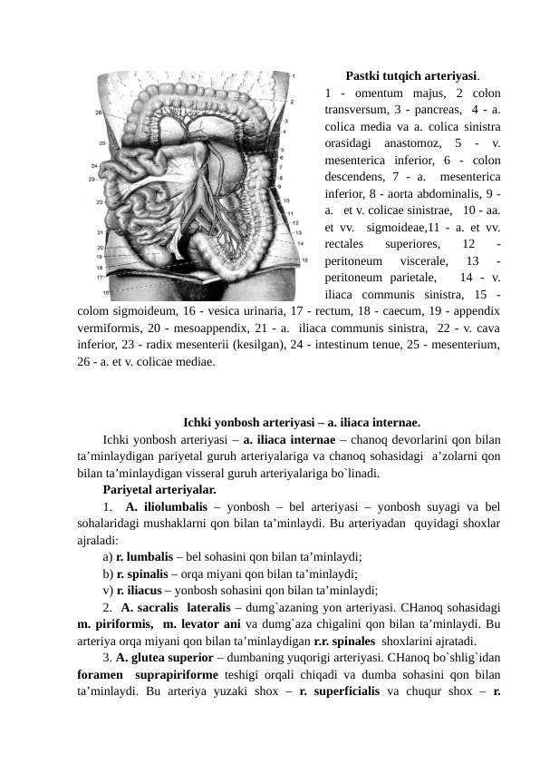 Pastki tutqich arteriyasi.
1  -  omentum  majus,  2  colon
transversum, 3 - pancreas,  4 - a.
colica media va a. colica sinistra
orasidagi  anastomoz,  5  -  v.
mesenterica  inferior,  6  -  colon
descendens,  7  -  a.   mesenterica
inferior, 8 - aorta abdominalis, 9 -
a.   et v. colicae sinistrae,   10 - aa.
et vv.  sigmoideae,11 - a. et vv.
rectales  superiores,  12  -
peritoneum  viscerale,  13  -
peritoneum  parietale,    14  -  v.
iliaca  communis  sinistra,  15  -
colom sigmoideum, 16 - vesica urinaria, 17 - rectum, 18 - caecum, 19 - appendix
vermiformis, 20 - mesoappendix, 21 - a.  iliaca communis sinistra,  22 - v. cava
inferior, 23 - radix mesenterii (kesilgan), 24 - intestinum tenue, 25 - mesenterium,
26 - a. et v. colicae mediae. 
Ichki yonbosh arteriyasi – a. iliaca internae.
Ichki yonbosh arteriyasi – a. iliaca internae – chanoq devorlarini qon bilan
ta’minlaydigan pariyetal guruh arteriyalariga va chanoq sohasidagi  a’zolarni qon
bilan ta’minlaydigan visseral guruh arteriyalariga bo`linadi. 
Pariyetal arteriyalar. 
1.  A. iliolumbalis – yonbosh – bel arteriyasi – yonbosh suyagi va bel
sohalaridagi mushaklarni qon bilan ta’minlaydi. Bu arteriyadan  quyidagi shoxlar
ajraladi:
a) r. lumbalis – bel sohasini qon bilan ta’minlaydi;       
b) r. spinalis – orqa miyani qon bilan ta’minlaydi;
v) r. iliacus – yonbosh sohasini qon bilan ta’minlaydi;
2.  A. sacralis  lateralis – dumg`azaning yon arteriyasi. CHanoq sohasidagi
m. piriformis,  m. levator ani va dumg`aza chigalini qon bilan ta’minlaydi. Bu
arteriya orqa miyani qon bilan ta’minlaydigan r.r. spinales  shoxlarini ajratadi.
3. A. glutea superior – dumbaning yuqorigi arteriyasi. CHanoq bo`shlig`idan
foramen  suprapiriforme teshigi orqali chiqadi va dumba sohasini qon bilan
ta’minlaydi.  Bu  arteriya  yuzaki  shox  –  r.  superficialis va  chuqur  shox  –  r.
