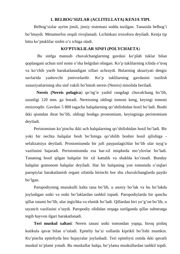 1. BELBOG’SIZLAR (ACLITELLATA) KENJA TIPI.
Belbog’sizlar ayrim jinsli, jinsiy sistemasi sodda tuzilgan. Tanasida belbog’i
bo’lmaydi. Metamorfoz orqali rivojlanadi. Lichinkasi troxofora deyiladi. Kenja tip
bitta ko’ptuklilar sinfni o’z ichiga oladi. 
KO’PTUKLILAR SINFI (POLYCHAETA)
 Bu  sinfga  mansub  chuvalchanglarning  gavdasi  ko’plab  tuklar  bilan
qoplangani uchun sinf nomi o’sha belgidan olingan. Ko’p tuklilarning ichida o’troq
va ko’chib yurib harakatlanadigan xillari uchraydi. Bularning aksariyati dengiz
suvlarida  yashovchi  jonivorlardir.  Ko’p 
tuklilarning  gavdasini  tuzilish
xususiyatlarining shu sinf vakili bo’lmish nereis (Nereis) misolida beriladi. 
 Nereis  (Nereis  pelagica)  qo’ng’ir  yashil  rangdagi  chuvalchang  bo’lib,
uzunligi 120 mm. ga boradi. Nereisning oldingi tomoni keng, keyingi tomoni
ensizroqdir. Gavdasi 5 800 tagacha halqalarning qo’shilishidan hosil bo’ladi. Boshi
ikki qismdan ibrat bo’lib, oldingi boshga prostomium, keyingisiga peristomium
deyiladi. 
Peristomium ko’pincha ikki uch halqalarning qo’shilishidan hosil bo’ladi. Bir
yoki  bir  nechta  halqalar  bosh  bo’limiga  qo’shilib  boshni  hosil  qilishiga  -
sefalizatsiya deyiladi. Prostomiumda bir juft paypaslagichlar bo’lib ular tuyg’u
vazifasini  bajaradi.  Peristomiumda  esa  har-xil  miqdorda  mo’ylovlar  bo’ladi.
Tananing  hosil  qilgan  halqalar  bir  xil  kattalik  va  shaklda  ko’rinadi.  Bunday
halqalar gomonom halqalar deyiladi. Har bir halqaning yon tomonida o’siqlari
paropiylar harakatlanish organi sifatida birinchi bor shu chuvalchanglarda paydo
bo’lgan. 
Paropodiyning musukulli kalta tana bo’lib, u asosiy bo’lak va bu bo’lakda
joylashgan ustki va ostki bo’laklardan tashkil topadi. Paropodiylarda bir qancha
qillar tutami bo’lib, ular ingichka va elastik bo’ladi. Qillardan biri yo’g’on bo’lib, u
tayanch vazifasini o’taydi. Paropodiy olididan orqaga surilganda qillar substratga
tegib hayvon ilgari harakatlanadi.
Teri  muskul  xaltasi:  Nereis  tanasi  ustki  tomondan  yupqa,  biroq  pishiq
kutikula qavat bilan o’raladi. Epiteliy ba’zi xollarda kiprikli bo’lishi mumkin.
Ko’pincha epiteliyda bez hujayralar joylashadi. Teri epiteliysi ostida ikki qavatli
muskul to’plami yotadi. Bu muskullar halqa, bo’ylama muskullardan tashkil topdi.
