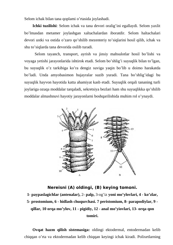Selom ichak bilan tana qoplami o’rtasida joylashadi. 
Ichki tuzilishi: Selom ichak va tana devori oralig’ini egallaydi. Selom yaxlit
bo’lmasdan  metamer  joylashgan  xaltachalardan  iboratdir.  Selom  haltachalari
devori ustki va ostida o’zaro qo’shilib mezenteriy to’siqlarini hosil qilib, ichak va
shu to’siqlarda tana devorida osilib turadi.
 Selom  tayanch, transport, ayrish va jinsiy mahsulotlar hosil  bo’lishi  va
voyaga yetishi jarayonlarida ishtirok etadi. Selom bo’shlig’i suyuqlik bilan to’lgan,
bu suyuqlik o’z tarkibiga ko’ra dengiz suviga yaqin bo’lib u doimo harakatda
bo’ladi.  Unda  amyobasimon  hujayralar  suzib  yuradi.  Tana  bo’shlig’idagi  bu
suyuqlik hayvon hayotida katta ahamiyat kasb etadi. Suyuqlik orqali tananing turli
joylariga ozuqa moddalar tarqaladi, sekretsiya bezlari ham shu suyuqlikka qo’shilib
moddalar almashnuvi hayotiy jarayonlarni boshqarilishida muhim rol o’ynaydi. 
Nereisni (A) oldingi, (B) keying tomoni.
1- paypaslagichlar (antenalar), 2- palp, 3-og’iz yoni mo’ylovlari, 4 - ko’zlar,
5- prostomium, 6 - hidlash chuqurchasi. 7 peristomium, 8- parapodiylar, 9 -
qillar, 10 orqa mo’ylov, 11 - pigidiy, 12 - anal mo’yiovlari, 13- orqa qon
tomiri.
Ovqat hazm qilish sistemasiga: oldingi ektodermal, entodermadan kelib
chiqqan o’rta va ektodermadan kelib chiqqan keyingi ichak kiradi. Polixetlarning
