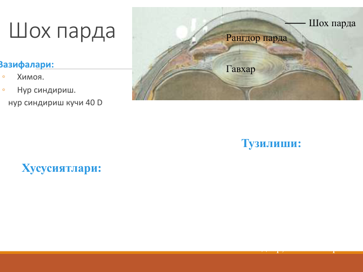 Шох парда
Вазифалари:
◦
Химоя.
◦
Нур синдириш.
нур синдириш кучи 40 D
Хусусиятлари:
•Шаффоф
•Тиник
•Ботик
•Кон томирлардан мустасино
•Сезгирлиги юкори 
• Калинлиги 0.52 мм.
• Харорати 30 °
• Кимёвий таркиби: 
80% сув
18% коллаген
2% мукополисахаридлар,    
липидлар, витаминлар
Тузилиши:
Шох парда
Гавхар
Рангдор парда

