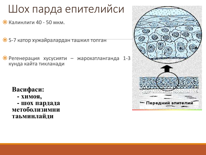 Шох парда епителийси
 Калинлиги 40 - 50 мкм.
 5-7 катор хужайралардан ташкил топган
 Регенерация хусусияти – жарохатланганда 1-3
кунда кайта тикланади
Васифаси:
- химоя,
- шох пардада 
метоболизимни 
таьминлайди
