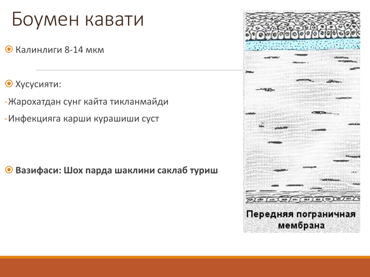 Боумен кавати
 Калинлиги 8-14 мкм
 Хусусияти:
-Жарохатдан сунг кайта тикланмайди
-Инфекцияга карши курашиши суст
 Вазифаси: Шох парда шаклини саклаб туриш
