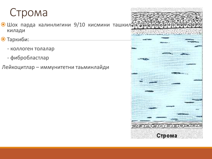 Строма
 Шох парда калинлигини 9/10 кисмини ташкил
килади
 Таркиби:
- коллоген толалар
- фибробластлар
Лейкоцитлар – иммунитетни таьминлайди
