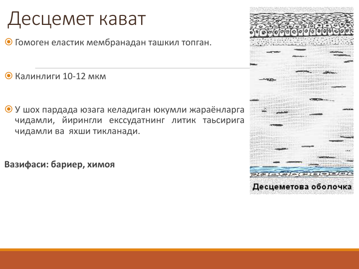 Десцемет кават
 Гомоген еластик мембранадан ташкил топган.
 Калинлиги 10-12 мкм
 У шох пардада юзага келадиган юкумли жараёнларга
чидамли, йирингли екссудатнинг литик таьсирига
чидамли ва яхши тикланади.
Вазифаси: бариер, химоя
