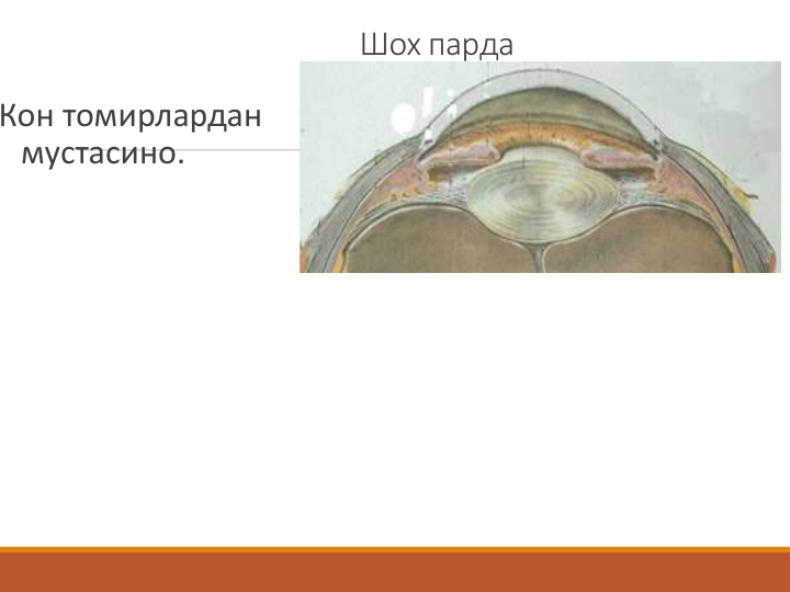 Шох парда
Кон томирлардан 
мустасино.
Шох пардада моддалар алмашинуви:
1. Куз ёш (ташкаридан).
2. Куз ички суюклиги (ичкаридан)
3. Лимбнинг чекка томир тармоги.
