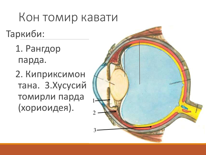 Кон томир кавати
Таркиби:
1. Рангдор   
парда.
2. Киприксимон 
тана. 3.Хусусий 
томирли парда 
(хориоидея).
1
2
3
