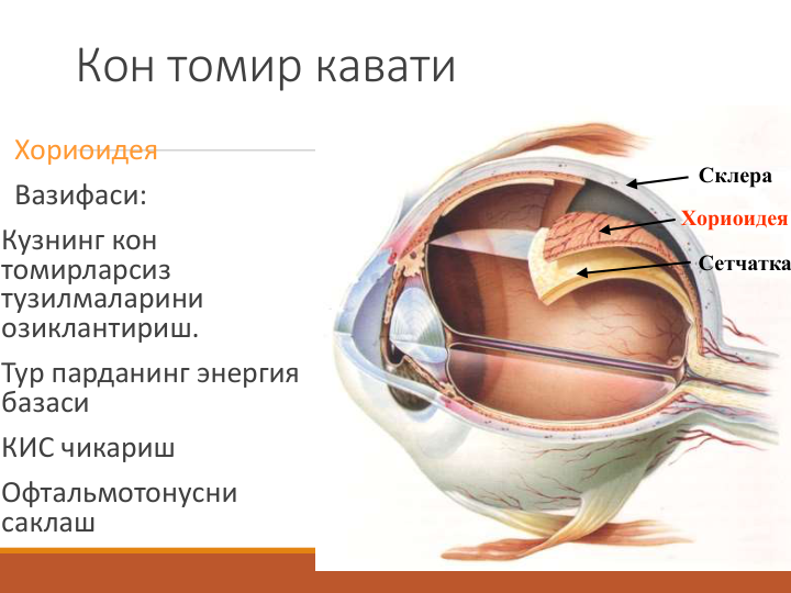 Кон томир кавати
Хориоидея
Вазифаси:
Кузнинг кон 
томирларсиз 
тузилмаларини 
озиклантириш.
Тур парданинг энергия 
базаси
КИС чикариш
Офтальмотонусни 
саклаш
Хориоидея
Склера
Сетчатка
