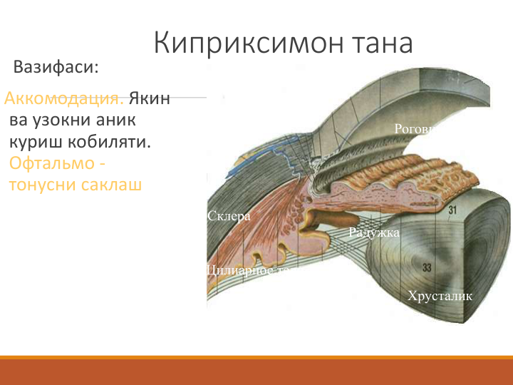 Киприксимон тана
Вазифаси:
Аккомодация. Якин 
ва узокни аник 
куриш кобиляти. 
Офтальмо -
тонусни саклаш                
Цилиарное тело
Радужка
Склера
Хрусталик
Роговица
