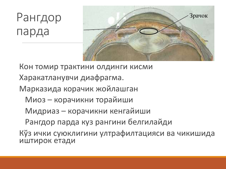 Рангдор 
парда
Кон томир трактини олдинги кисми
Харакатланувчи диафрагма.
Марказида корачик жойлашган
Миоз – корачикни торайиши
Мидриаз – корачикни кенгайиши
Рангдор парда куз рангини белгилайди
Кўз ички суюклигини ултрафилтацияси ва чикишида 
иштирок етади
Зрачок
