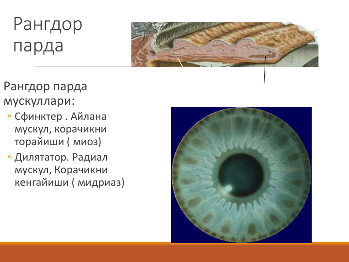 Рангдор 
парда
Рангдор парда 
мускуллари:
◦ Сфинктер . Айлана 
мускул, корачикни 
торайиши ( миоз)
◦ Дилятатор. Радиал 
мускул, Корачикни 
кенгайиши ( мидриаз)
Дилятатор
Сфинктер
