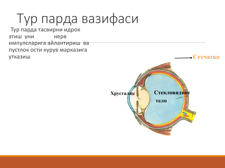 Тур парда вазифаси
Тур парда тасвирни идрок 
этиш  уни              нерв 
импулсларига айлантириш  ва 
пустлок ости курув марказига 
утказиш 
Стекловидное
тело
Хрусталик
Сетчатка
