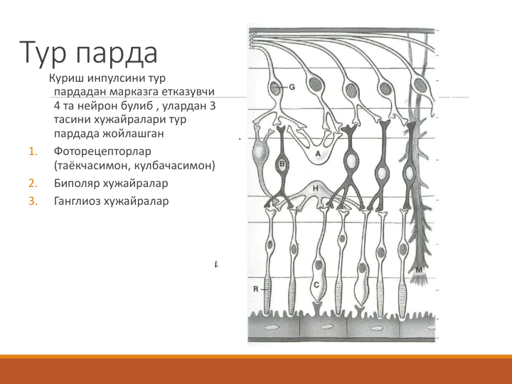 Тур парда
Куриш инпулсини тур 
пардадан марказга етказувчи  
4 та нейрон булиб , улардан 3 
тасини хужайралари тур 
пардада жойлашган
1.
Фоторецепторлар  
(таёкчасимон, кулбачасимон)
2.
Биполяр хужайралар
3.
Ганглиоз хужайралар
1
2
3
