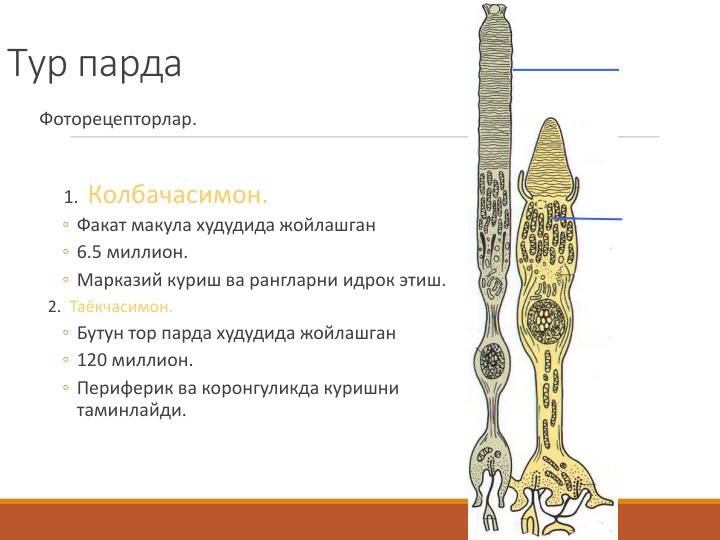 Тур парда
Фоторецепторлар.
1.  Колбачасимон.
◦ Факат макула худудида жойлашган
◦ 6.5 миллион.
◦ Марказий куриш ва рангларни идрок этиш.
2.  Таёкчасимон.
◦ Бутун тор парда худудида жойлашган 
◦ 120 миллион. 
◦ Периферик ва коронгуликда куришни 
таминлайди.
Колбочки
Палочки
