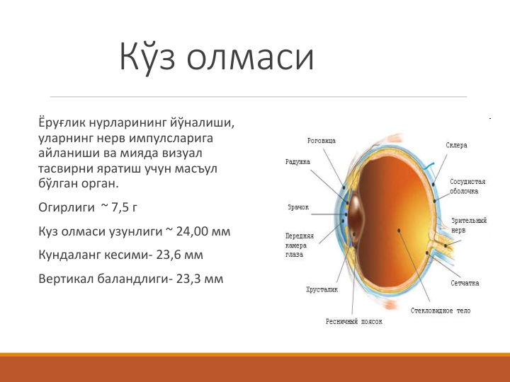 Кўз олмаси
Ёруғлик нурларининг йўналиши, 
уларнинг нерв импулсларига 
айланиши ва мияда визуал 
тасвирни яратиш учун масъул 
бўлган орган.
Огирлиги ~ 7,5 г
Куз олмаси узунлиги ~ 24,00 мм
Кундаланг кесими- 23,6 мм
Вертикал баландлиги- 23,3 мм
