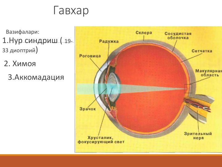 Гавхар
Вазифалари:
1.Нур синдриш ( 19-
33 диоптрий)
2. Химоя
3.Аккомадация
