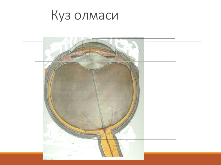 Куз олмаси
Олдинги кесма 
Орканги кесма
