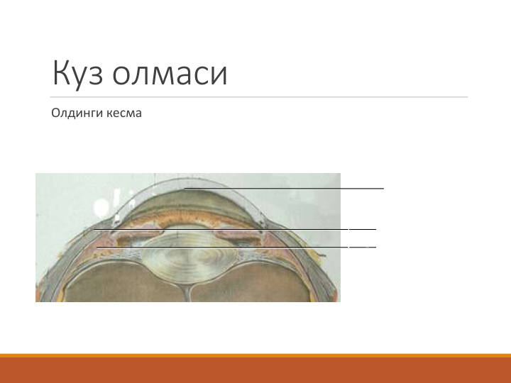 Куз олмаси
Олдинги кесма
Олд камера
Орка камера
