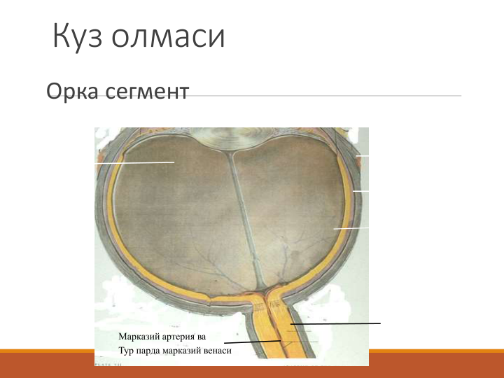 Куз олмаси
Орка сегмент
Тур парда
Курув нерви
Кон томир кавати
Марказий артерия ва
Тур парда марказий венаси
Склера
Шишасимон 
тана
