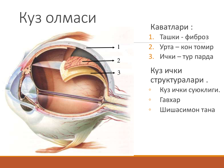 Куз олмаси
Каватлари :
1. Ташки - фиброз 
2. Урта – кон томир
3. Ички – тур парда
Куз ички 
структуралари .
◦
Куз ички суюклиги.
◦
Гавхар
◦
Шишасимон тана
1
2
3
