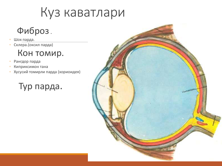Куз каватлари
Фиброз .
◦ Шох парда.
◦ Склера.(оксил парда)
Кон томир.
◦ Рангдор парда
◦ Киприксимон тана
◦ Хусусий томирли парда (хориоидея)
Тур парда.
