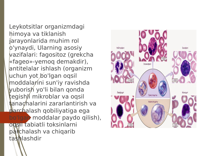 Leykotsitlar organizmdagi 
himoya va tiklanish 
jarayonlarida muhim rol 
o'ynaydi, Ularning asosiy 
vazifalari: fagositoz (grekcha 
«fageo»-yemoq demakdir), 
antitelalar ishlash (organizm 
uchun yot bo'lgan oqsil 
moddalarini sun'iy ravishda 
yuborish yo'li bilan qonda 
tegishli mikroblar va oqsil 
tanachalarini zararlantirish va 
parchalash qobiliyatiga ega 
bo'lgan moddalar paydo qilish), 
oqsil tabiatli toksinlarni 
parchalash va chiqarib 
tashlashdir
