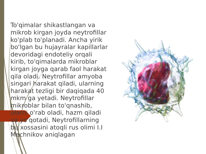 To'qimalar shikastlangan va 
mikrob kirgan joyda neytrofillar 
ko'plab to'planadi. Ancha yirik 
bo'lgan bu hujayralar kapillarlar 
devoridagi endoteliy orqali 
kirib, to'qimalarda mikroblar 
kirgan joyga qarab faol harakat 
qila oladi. Neytrofillar amyoba 
singari harakat qiladi, ularning 
harakat tezligi bir daqiqada 40 
mkm ga yetadi. Neytrofillar 
mikroblar bilan to'qnashib, 
ularni o'rab oladi, hazm qiladi 
va yo'qotadi, Neytrofillarning 
bu xossasini atoqli rus olimi I.I 
Mechnikov aniqlagan
