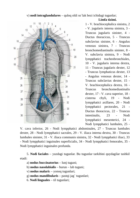 v) nodi intraglandulares – quloq oldi so`lak bezi ichidagi tugunlar;
Limfa tizimi.
1 - V. brachiocephalica sinistra, 2
- V. jugularis interna sinistra, 3 -
Truncus  jugularis  sinister,  4  -
Ductus  thoracicus,  5  -  Truncus
subclavius sinister, 6 - Angulus
venosus  sinistra,  7  -  Truncus
bronchomediastinalis sinister, 8 -
V.  subclavia  sinistra,  9  -  Nodi
lympphatici  tracheobronchiales,
10 - V. jugularis interna dextra,
11 - Truncus jugularis dexter, 12
- Truncus lymphaticus dexter, 13
- Angulus venosus dexter, 14 -
Truncus subclavius dexter, 15 -
V. brachiocephalica dextra, 16 -
Truncus  bronchomediastinalis
dexter, 17 - V. cava superior, 18 -
cisterna  chyli,  19  -  Nodi
lympphatici axillares, 20 - Nodi
lympphatici  pectorales,  21  -
Ductus thoracicus, 22 - Truncus
intestinalis,
 
23
 
-
 
Nodi
lympphatici  mesenterici,  24  -
Nodi lympphatici lumbales, 25 -
V. cava inferior, 26 - Nodi lympphatici abdominales, 27 - Truncus lumbales
dexter, 28 - Nodi lympphatici sacrales, 29 - V. iliaca interna dextra, 30 - Truncus
lumbales sinister, 31 - V. iliaca communis sinistra, 32 - Nodi lympphatici iliaci, 33
- Nodi lympphatici inguinales superficialis, 34 - Nodi lympphatici femorales, 35 -
Nodi lympphatici inguinales profunda.
 
5. Nodi faciales – yuzdagi tugunlar. Bu tugunlar tarkibini quydagilar tashkil
etadi: 
a) nodus buccinatorius – lunj tuguni;
b) nodus nasolabialis – burun – lab tuguni; 
v) nodus malaris – yonoq tugunlari; 
g) nodus mandibularis – pastqi jag` tugunlari; 
6. Nodi linguales – til tugunlari; 
