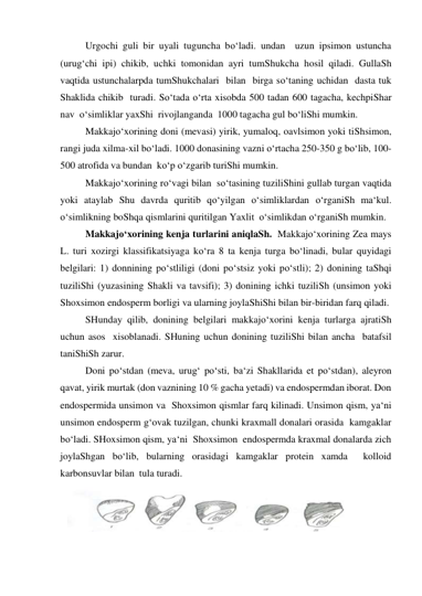 Urgochi guli bir uyali tuguncha bo‘ladi. undan  uzun ipsimon ustuncha 
(urug‘chi ipi) chikib, uchki tomonidan ayri tumShukcha hosil qiladi. GullaSh 
vaqtida ustunchalarpda tumShukchalari  bilan  birga so‘taning uchidan  dasta tuk 
Shaklida chikib  turadi. So‘tada o‘rta xisobda 500 tadan 600 tagacha, kechpiShar 
nav  o‘simliklar yaxShi  rivojlanganda  1000 tagacha gul bo‘liShi mumkin. 
 
Makkajo‘xorining doni (mevasi) yirik, yumaloq, oavlsimon yoki tiShsimon, 
rangi juda xilma-xil bo‘ladi. 1000 donasining vazni o‘rtacha 250-350 g bo‘lib, 100-
500 atrofida va bundan  ko‘p o‘zgarib turiShi mumkin. 
 
Makkajo‘xorining ro‘vagi bilan  so‘tasining tuziliShini gullab turgan vaqtida 
yoki ataylab Shu davrda quritib qo‘yilgan o‘simliklardan o‘rganiSh ma‘kul. 
o‘simlikning boShqa qismlarini quritilgan Yaxlit  o‘simlikdan o‘rganiSh mumkin. 
 
Makkajo‘xorining kenja turlarini aniqlaSh.  Makkajo‘xorining Zea mays 
L. turi xozirgi klassifikatsiyaga ko‘ra 8 ta kenja turga bo‘linadi, bular quyidagi 
belgilari: 1) donnining po‘stliligi (doni po‘stsiz yoki po‘stli); 2) donining taShqi 
tuziliShi (yuzasining Shakli va tavsifi); 3) donining ichki tuziliSh (unsimon yoki 
Shoxsimon endosperm borligi va ularning joylaShiShi bilan bir-biridan farq qiladi. 
SHunday qilib, donining belgilari makkajo‘xorini kenja turlarga ajratiSh 
uchun asos  xisoblanadi. SHuning uchun donining tuziliShi bilan ancha  batafsil  
taniShiSh zarur. 
Doni po‘stdan (meva, urug‘ po‘sti, ba‘zi Shakllarida et po‘stdan), aleyron 
qavat, yirik murtak (don vaznining 10 % gacha yetadi) va endospermdan iborat. Don  
endospermida unsimon va  Shoxsimon qismlar farq kilinadi. Unsimon qism, ya‘ni 
unsimon endosperm g‘ovak tuzilgan, chunki kraxmall donalari orasida  kamgaklar 
bo‘ladi. SHoxsimon qism, ya‘ni  Shoxsimon  endospermda kraxmal donalarda zich 
joylaShgan bo‘lib, bularning orasidagi kamgaklar protein xamda  kolloid 
karbonsuvlar bilan  tula turadi.  
 
 
 
 
