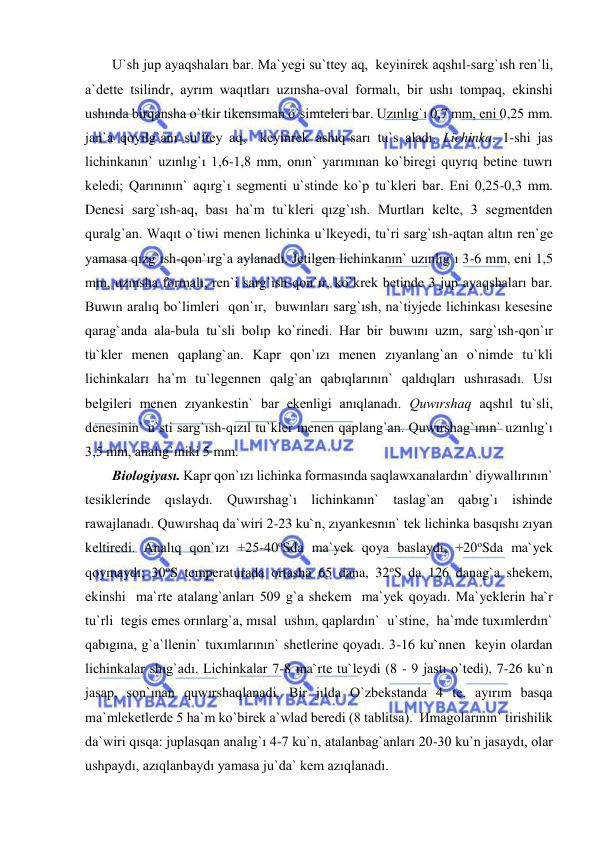  
 
U`sh jup ayaqshaları bar. Ma`yegi su`ttey aq,  keyinirek aqshıl-sarg`ısh ren`li, 
a`dette tsilindr, ayrım waqıtları uzınsha-oval formalı, bir ushı tompaq, ekinshi 
ushında birqansha o`tkir tikensıman o`simteleri bar. Uzınlıg`ı 0,7 mm, eni 0,25 mm. 
jan`a qoyılg`anı su`ttey aq,  keyinrek ashıq-sarı tu`s aladı. Lichinka. 1-shi jas 
lichinkanın` uzınlıg`ı 1,6-1,8 mm, onın` yarımınan ko`biregi quyrıq betine tuwrı 
keledi; Qarınının` aqırg`ı segmenti u`stinde ko`p tu`kleri bar. Eni 0,25-0,3 mm. 
Denesi sarg`ısh-aq, bası ha`m tu`kleri qızg`ısh. Murtları kelte, 3 segmentden 
quralg`an. Waqıt o`tiwi menen lichinka u`lkeyedi, tu`ri sarg`ısh-aqtan altın ren`ge 
yamasa qızg`ısh-qon`ırg`a aylanadı. Jetilgen lichinkanın` uzınlıg`ı 3-6 mm, eni 1,5 
mm, uzınsha formalı, ren`i sarg`ısh-qon`ır, ko`krek betinde 3 jup ayaqshaları bar. 
Buwın aralıq bo`limleri  qon`ır,  buwınları sarg`ısh, na`tiyjede lichinkası kesesine 
qarag`anda ala-bula tu`sli bolıp ko`rinedi. Har bir buwını uzın, sarg`ısh-qon`ır 
tu`kler menen qaplang`an. Kapr qon`ızı menen zıyanlang`an o`nimde tu`kli 
lichinkaları ha`m tu`legennen qalg`an qabıqlarının` qaldıqları ushırasadı. Usı 
belgileri menen zıyankestin` bar ekenligi anıqlanadı. Quwırshaq aqshıl tu`sli, 
denesinin` u`sti sarg`ısh-qızıl tu`kler menen qaplang`an. Quwırshag`ının` uzınlıg`ı 
3,5 mm, analıg`ıniki 5 mm.  
Biologiyası. Kapr qon`ızı lichinka formasında saqlawxanalardın` diywallırının` 
tesiklerinde qıslaydı. Quwırshag`ı lichinkanın` taslag`an qabıg`ı ishinde 
rawajlanadı. Quwırshaq da`wiri 2-23 ku`n, zıyankesnın` tek lichinka basqıshı zıyan 
keltiredi. Analıq qon`ızı +25-40oSda ma`yek qoya baslaydı, +20oSda ma`yek 
qoymaydı; 30oS temperaturada ortasha 65 dana, 32oS da 126 danag`a shekem, 
ekinshi  ma`rte atalang`anları 509 g`a shekem  ma`yek qoyadı. Ma`yeklerin ha`r 
tu`rli  tegis emes orınlarg`a, mısal  ushın, qaplardın`  u`stine,  ha`mde tuxımlerdın` 
qabıgına, g`a`llenin` tuxımlarının` shetlerine qoyadı. 3-16 ku`nnen  keyin olardan 
lichinkalar shıg`adı. Lichinkalar 7-8 ma`rte tu`leydi (8 - 9 jastı o`tedi), 7-26 ku`n 
jasap, son`ınan quwırshaqlanadi. Bir jılda O`zbekstanda 4 te, ayırım basqa 
ma`mleketlerde 5 ha`m ko`birek a`wlad beredi (8 tablitsa).  Иmagolarının` tirishilik 
da`wiri qısqa: juplasqan analıg`ı 4-7 ku`n, atalanbag`anları 20-30 ku`n jasaydı, olar 
ushpaydı, azıqlanbaydı yamasa ju`da` kem azıqlanadı.  
