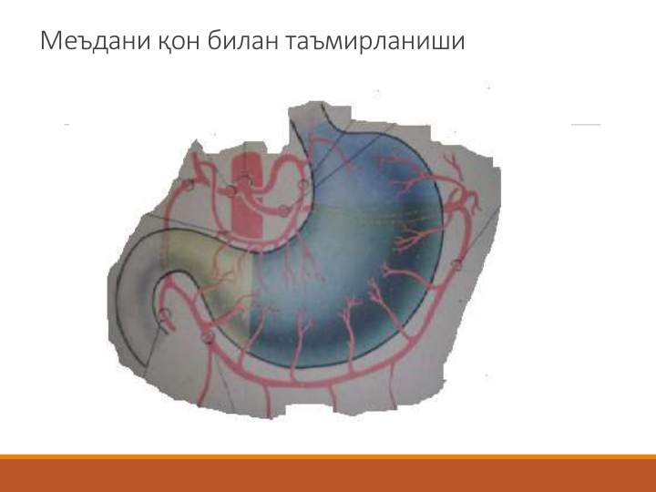 Меъдани қон билан таъмирланиши
