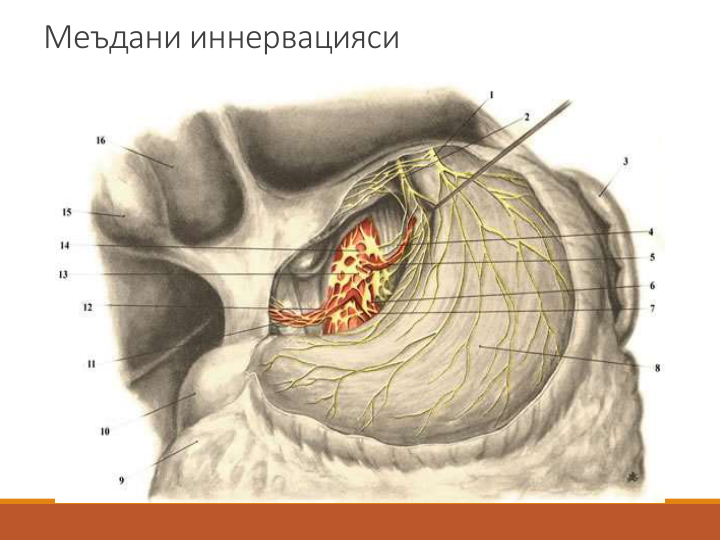 Меъдани иннервацияси
