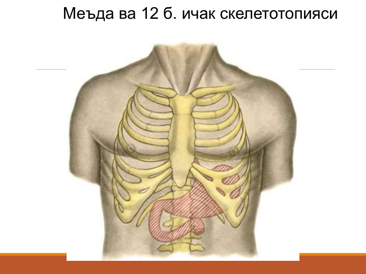 Меъда ва 12 б. ичак скелетотопияси
