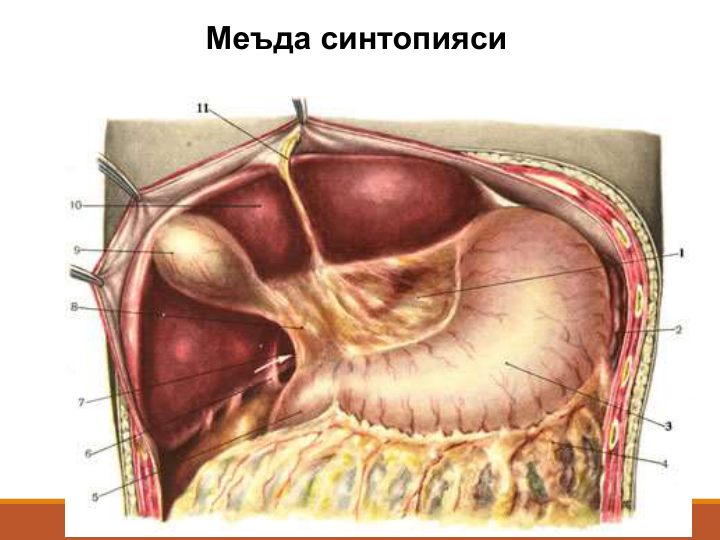 Меъда синтопияси
